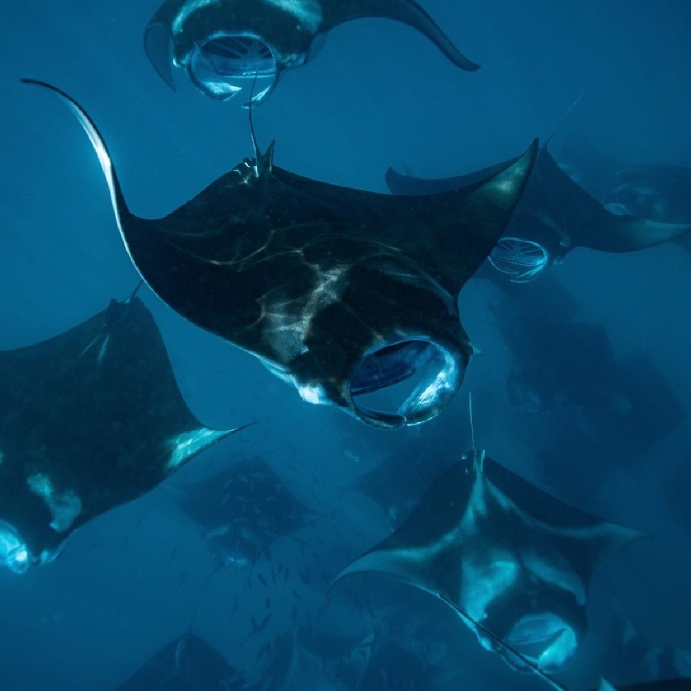 13650_Manta Rays at Hanifaaru Bay_ Baa Atoll