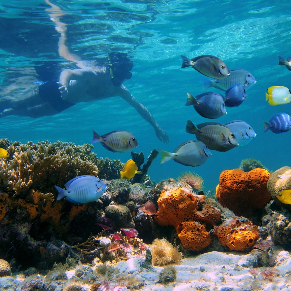 Man underwater snorkeling on a colorful coral reef with school of tropical fish